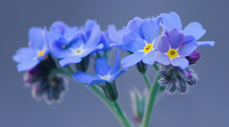 Flores pequenas azuis.