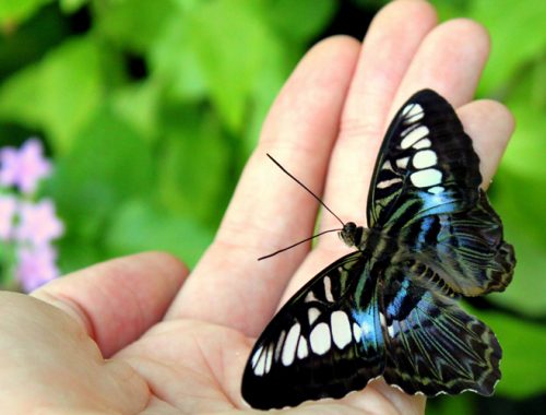 Uma mão com uma borboleta azul, branca e preta pousada.
