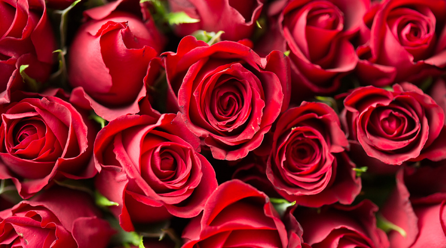 Diversas rosas vermelhas juntas preenchendo a imagem.